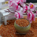 good quality glutinous Red Broom Corn Millet / proso millet